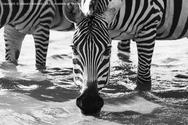 Close-up of Burchell's Zebra drinking in waterhole in black and white Picture Board by Howard Kennedy