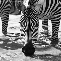 Buy canvas prints of Close-up of Burchell's Zebra drinking in waterhole in black and white by Howard Kennedy