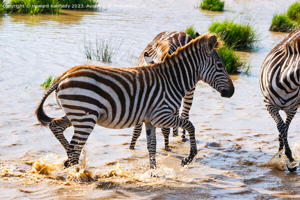 Burchell's Zebra in waterhole Picture Board by Howard Kennedy