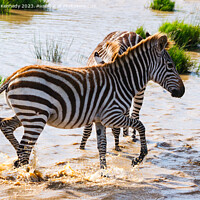 Buy canvas prints of Burchell's Zebra in waterhole by Howard Kennedy