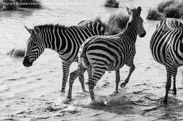 Burchell's Zebra in waterhole in black and white Picture Board by Howard Kennedy