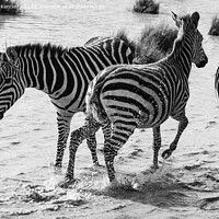 Buy canvas prints of Burchell's Zebra in waterhole in black and white by Howard Kennedy