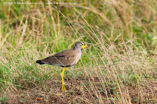 African Wattled Plover or Lapwing Picture Board by Howard Kennedy