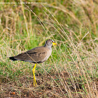 Buy canvas prints of African Wattled Plover or Lapwing by Howard Kennedy