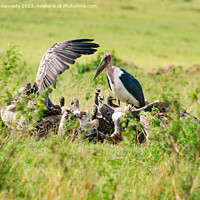 Buy canvas prints of Vultures on a kill by Howard Kennedy