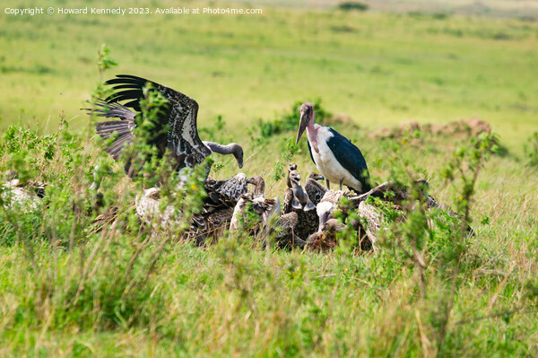 Vultures squabbling over a kill Picture Board by Howard Kennedy
