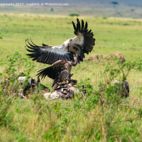 Buy canvas prints of Vultures fighting over a kill by Howard Kennedy