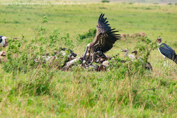 Vultures fighting over a wildebeest kill Picture Board by Howard Kennedy