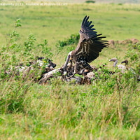 Buy canvas prints of Vultures fighting over a wildebeest kill by Howard Kennedy