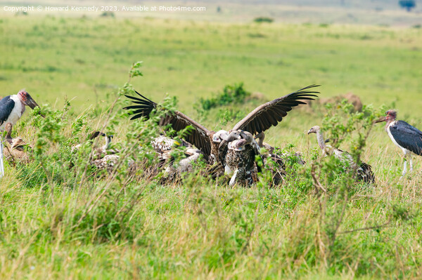 Vultures fighting over a kill Picture Board by Howard Kennedy