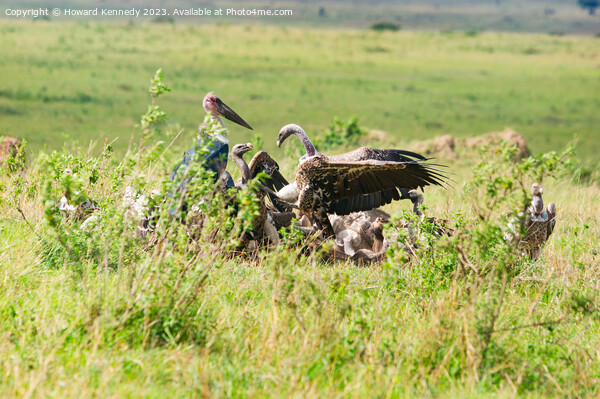 Vultures squabbling over a Wildebeest kill Picture Board by Howard Kennedy