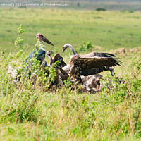 Buy canvas prints of Vultures squabbling over a Wildebeest kill by Howard Kennedy