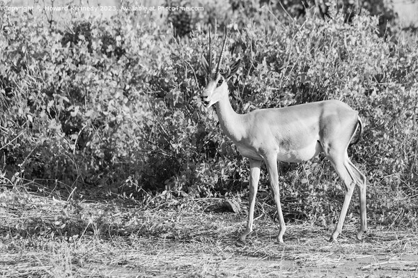 Grant's Gazelle in black and white Picture Board by Howard Kennedy