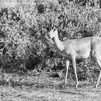 Buy canvas prints of Grant's Gazelle in black and white by Howard Kennedy