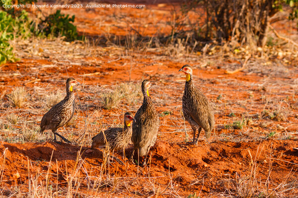 Yellow-Necked Spurfowl Picture Board by Howard Kennedy