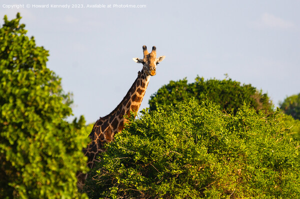 Giraffe looking over trees Picture Board by Howard Kennedy