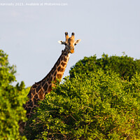 Buy canvas prints of Giraffe looking over trees by Howard Kennedy