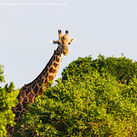 Buy canvas prints of Smiling Giraffe by Howard Kennedy