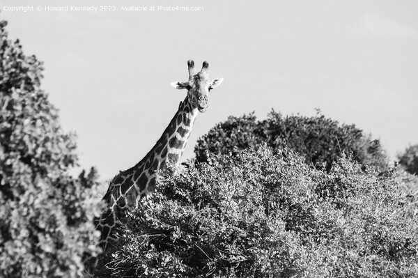 Smiling Giraffe in black and white Picture Board by Howard Kennedy