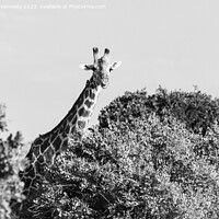 Buy canvas prints of Smiling Giraffe in black and white by Howard Kennedy