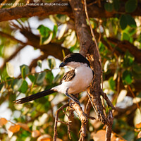 Buy canvas prints of Long-Tailed Fiscal by Howard Kennedy