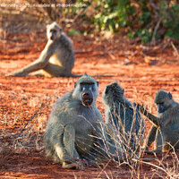 Buy canvas prints of Yellow Baboon family by Howard Kennedy