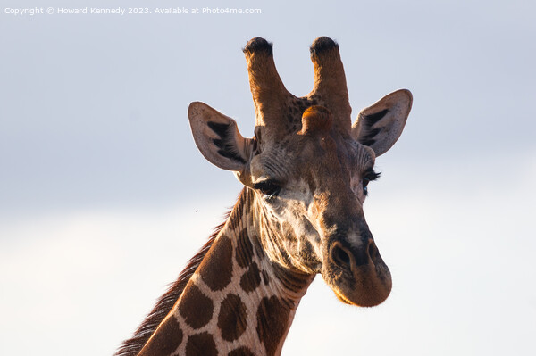 Giraffe Eye Contact Picture Board by Howard Kennedy