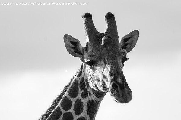 Giraffe Eye Contact in black and white Picture Board by Howard Kennedy