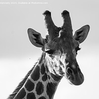 Buy canvas prints of Giraffe Eye Contact in black and white by Howard Kennedy