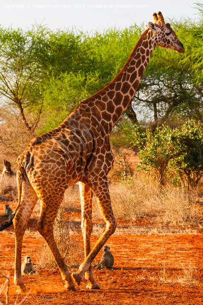 Gosh you're tall! Yellow Baboons watching Masai Gi Picture Board by Howard Kennedy