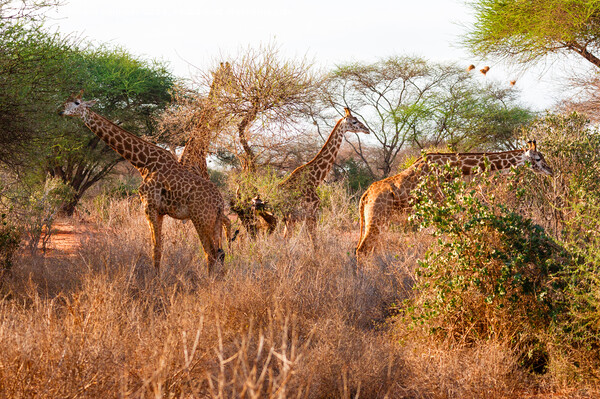 Tower of Masai Giraffe browsing for food Picture Board by Howard Kennedy