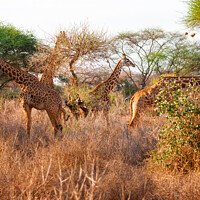 Buy canvas prints of Tower of Masai Giraffe browsing for food by Howard Kennedy