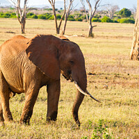 Buy canvas prints of African Elephant eating by Howard Kennedy