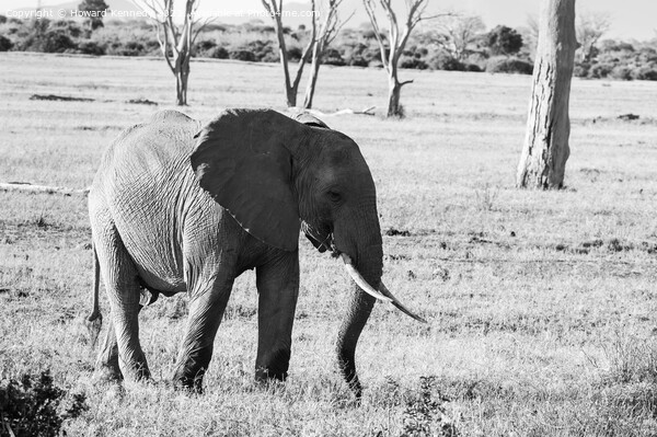 African Savanna Elephant eating in black and white Picture Board by Howard Kennedy