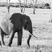 Buy canvas prints of African Savanna Elephant eating in black and white by Howard Kennedy