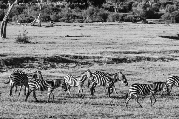 Dazzle of Zebra Picture Board by Howard Kennedy