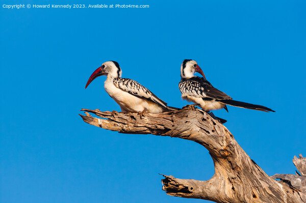 Red-Billed Hornbill Pair Picture Board by Howard Kennedy