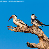 Buy canvas prints of Red-Billed Hornbill Pair by Howard Kennedy