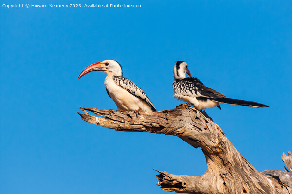 Red-Billed Hornbill pair Picture Board by Howard Kennedy