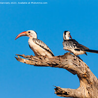 Buy canvas prints of Red-Billed Hornbill pair by Howard Kennedy