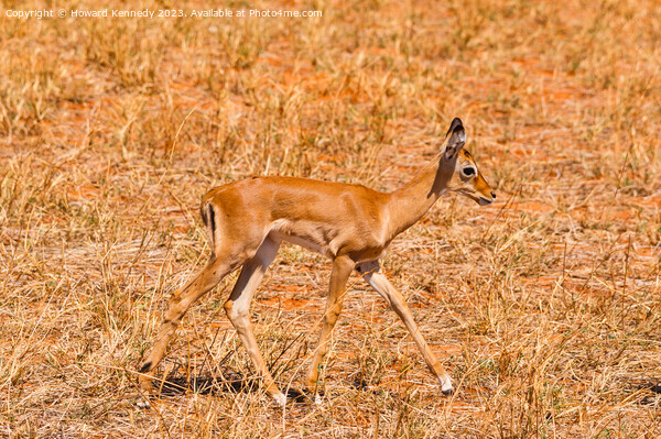 Baby Impala Picture Board by Howard Kennedy