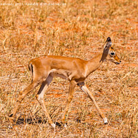 Buy canvas prints of Baby Impala by Howard Kennedy