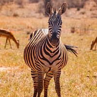 Buy canvas prints of Heavily pregnant Zebra mare looking at the camera by Howard Kennedy