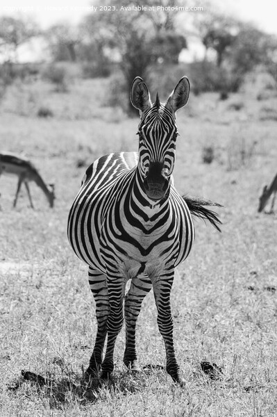 Heavily pregnant Zebra mare looking at the camera in black and white Picture Board by Howard Kennedy