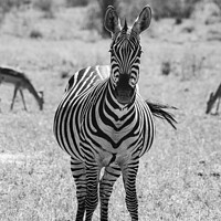 Buy canvas prints of Heavily pregnant Zebra mare looking at the camera in black and white by Howard Kennedy