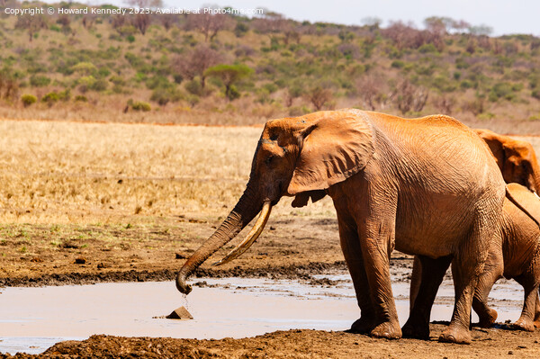 Elephant collecting mud for a mud bath Picture Board by Howard Kennedy