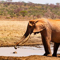 Buy canvas prints of Elephant collecting mud for a mud bath by Howard Kennedy