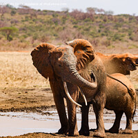 Buy canvas prints of Elephant Spraying a mud bath by Howard Kennedy
