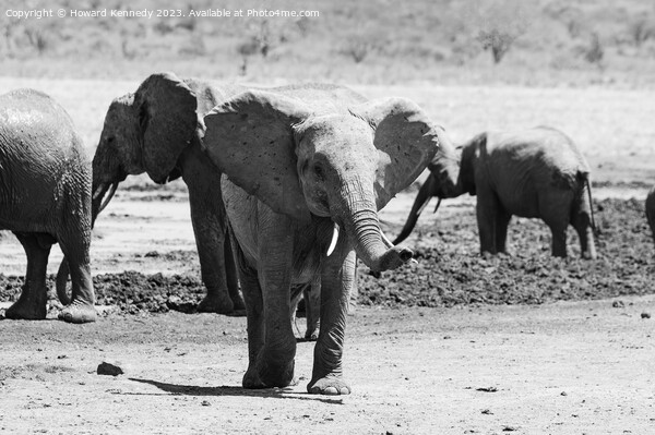 Curious baby Elephant Picture Board by Howard Kennedy