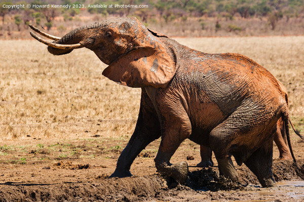 Elephant leaving a mud bath Picture Board by Howard Kennedy